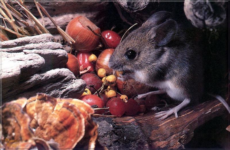 Phoenix Rising Jungle Book 281 - Wood Mouse; DISPLAY FULL IMAGE.