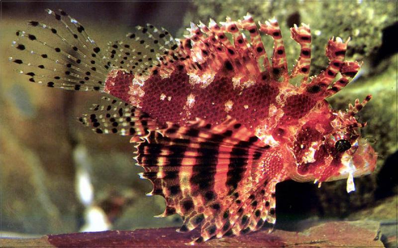 Phoenix Rising Jungle Book 285 - Dwarf Lionfish (Dendrochirus brachypterus); DISPLAY FULL IMAGE.