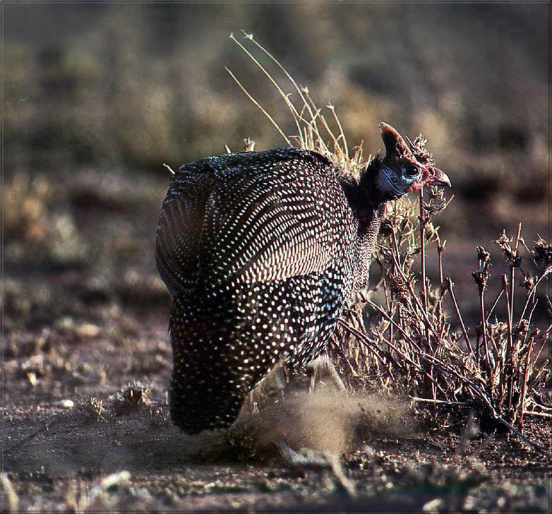 Phoenix Rising Jungle Book 287 - Guineafowl; DISPLAY FULL IMAGE.