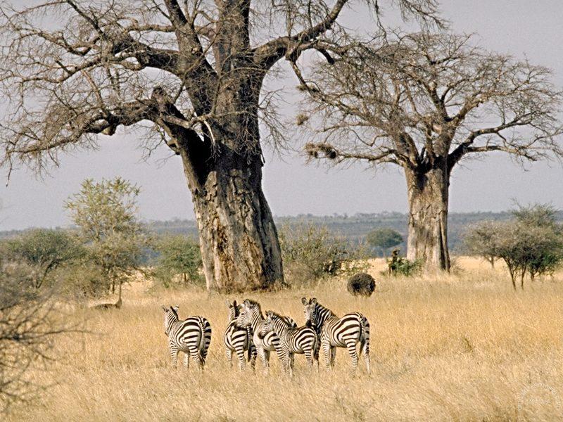 [Animal Art] Zebras {!-- 얼룩말 -->; DISPLAY FULL IMAGE.