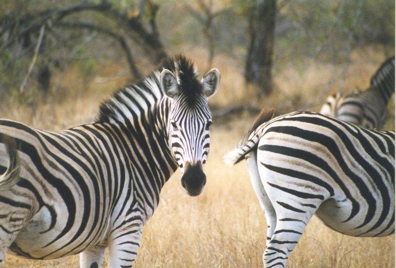 Zebra {!-- 얼룩말 -->; DISPLAY FULL IMAGE.