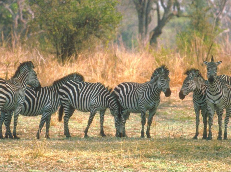 Zebra herd {!-- 얼룩말 무리 -->; DISPLAY FULL IMAGE.