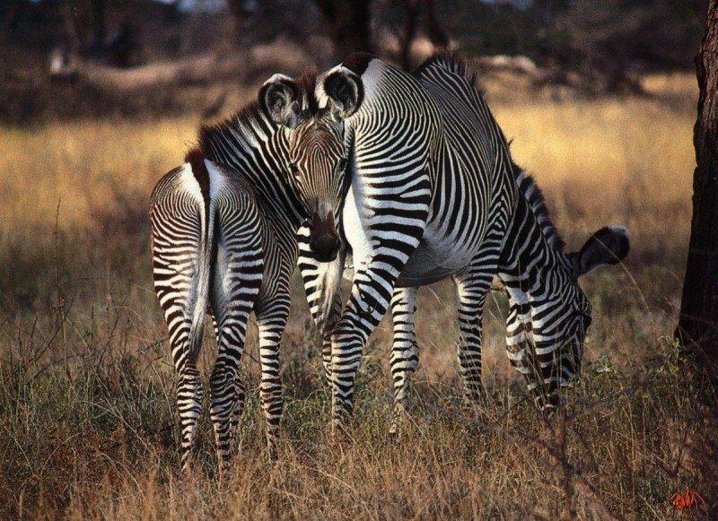 Grevy's Zebra {!-- 그레비얼룩말 -->; DISPLAY FULL IMAGE.