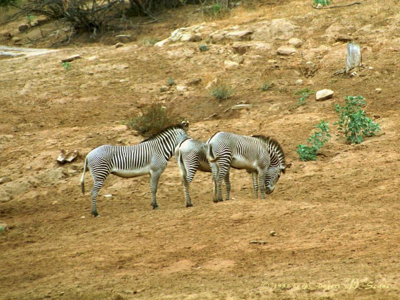 Grevy's Zebra {!-- 그레비얼룩말 -->; DISPLAY FULL IMAGE.