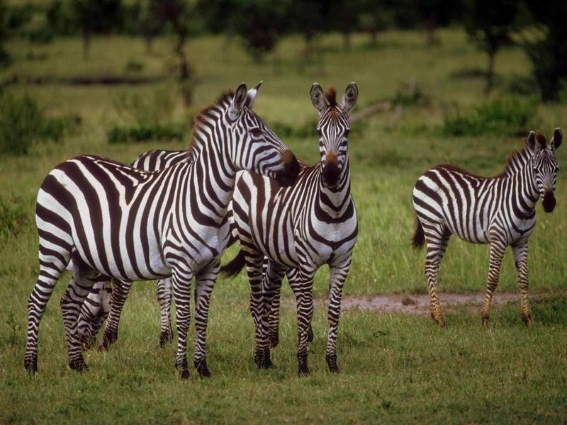 Plains Zebra {!-- 초원얼룩말 -->; DISPLAY FULL IMAGE.