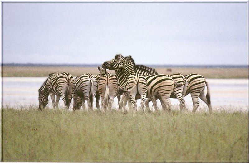 Plains Zebra {!-- 초원얼룩말 -->; DISPLAY FULL IMAGE.