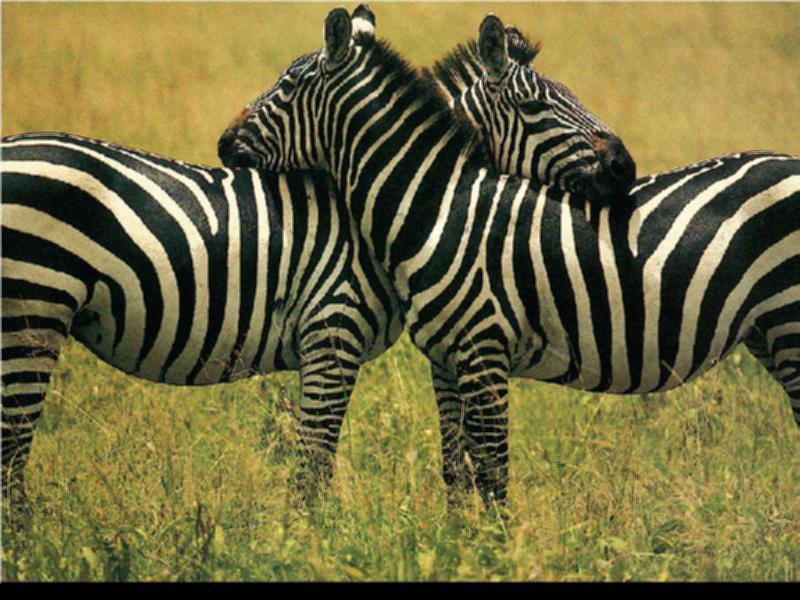 Plains Zebra {!-- 초원얼룩말 -->; DISPLAY FULL IMAGE.