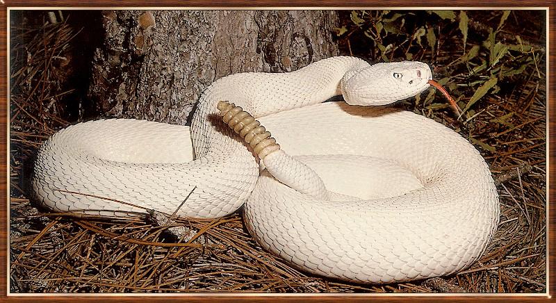 leucistic Eastern Diamondback Rattlesnake {!-- 흰색 동부다이아몬드방울뱀 -->; DISPLAY FULL IMAGE.