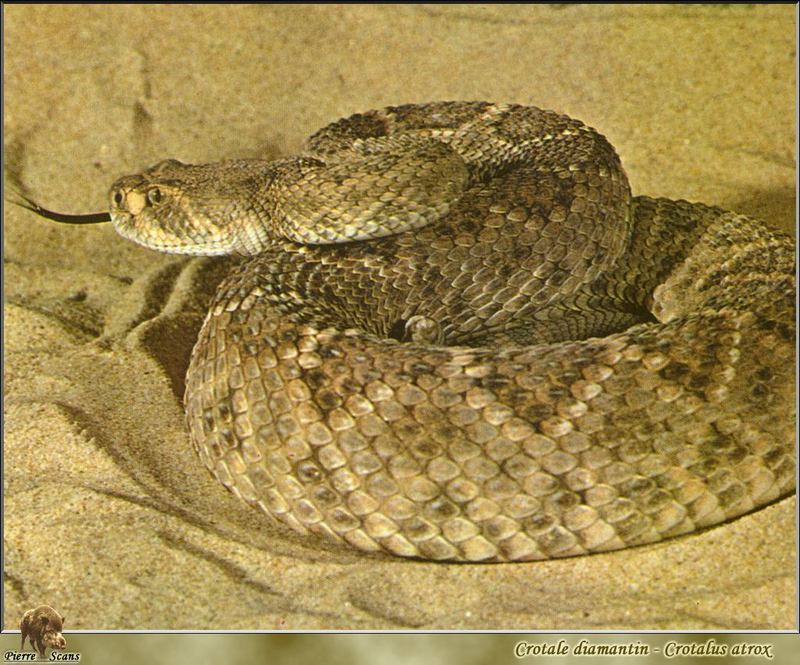 Western Diamondback Rattler {!-- 서부다이아몬드방울뱀 -->; DISPLAY FULL IMAGE.