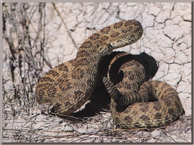 Western Rattler {!-- 서부방울뱀, 초원방울뱀 --> (Crotalus viridis); DISPLAY FULL IMAGE.