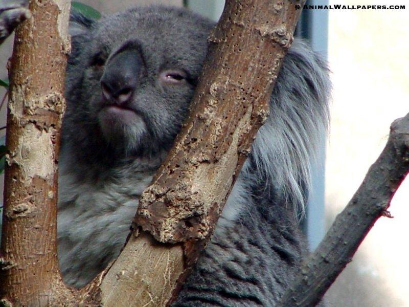 Koala {!-- 코알라 -->; DISPLAY FULL IMAGE.