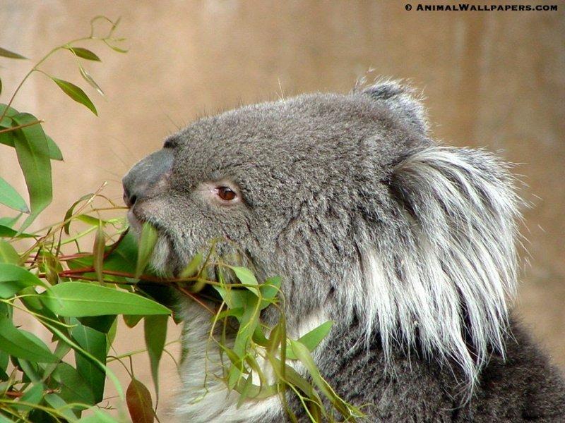 Koala {!-- 코알라 -->; DISPLAY FULL IMAGE.