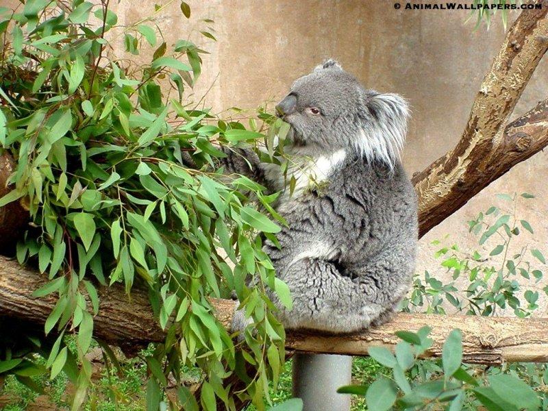 Koala {!-- 코알라 -->; DISPLAY FULL IMAGE.