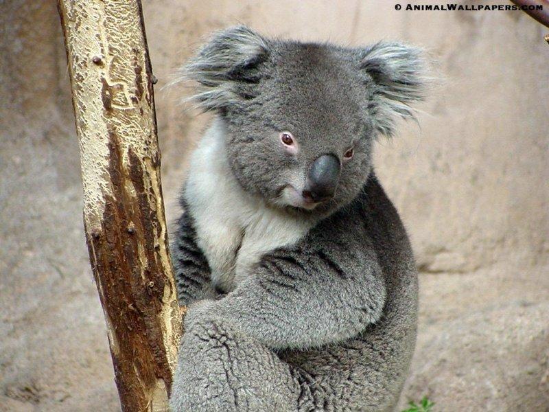 Koala {!-- 코알라 -->; DISPLAY FULL IMAGE.