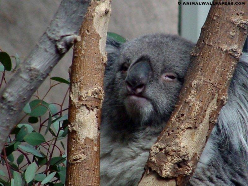 Koala {!-- 코알라 -->; DISPLAY FULL IMAGE.