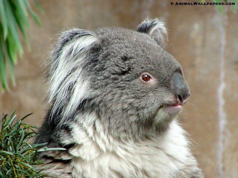 Koala {!-- 코알라 -->; DISPLAY FULL IMAGE.