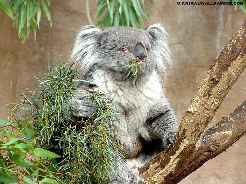 Koala {!-- 코알라 -->; DISPLAY FULL IMAGE.