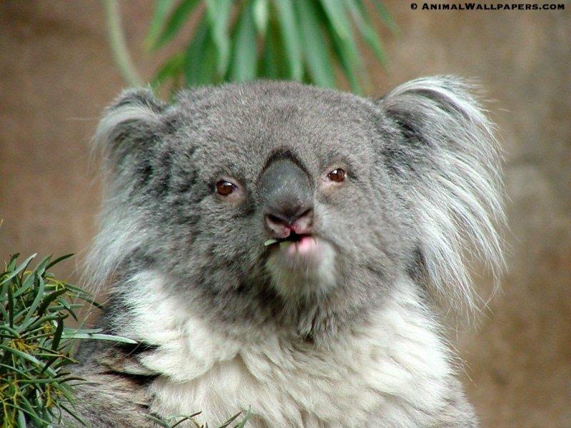 Koala {!-- 코알라 -->; DISPLAY FULL IMAGE.