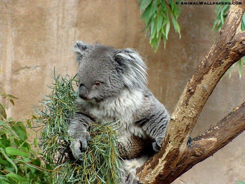 Koala {!-- 코알라 -->; DISPLAY FULL IMAGE.