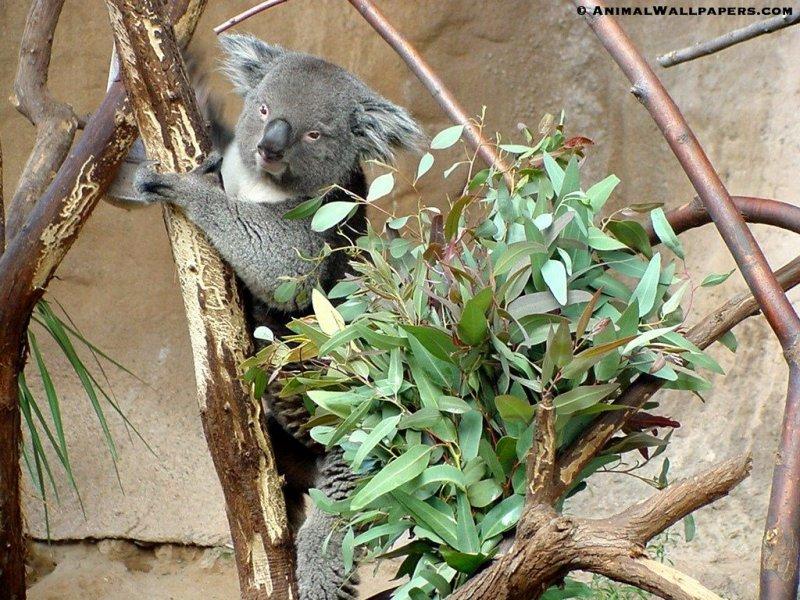 Koala {!-- 코알라 -->; DISPLAY FULL IMAGE.