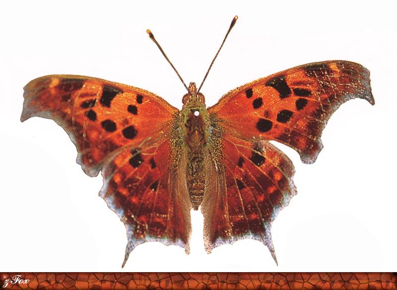 Comma butterfly {!-- 네발나비의 일종 -->; DISPLAY FULL IMAGE.