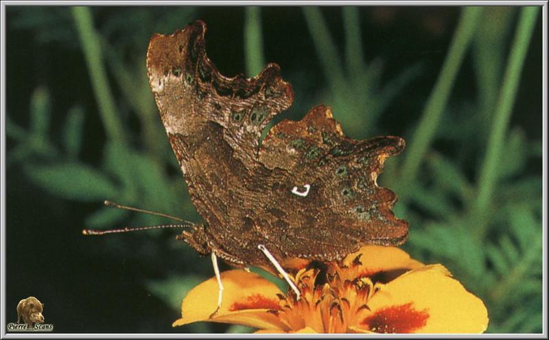 Common Comma butterfly {!-- 산네발나비 -->; DISPLAY FULL IMAGE.