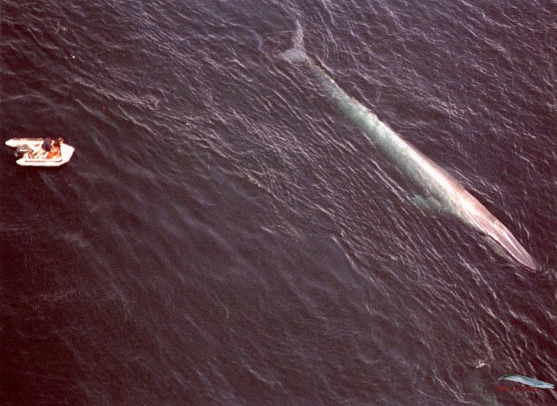 Blue Whale (Balaenoptera musculus) {!-- 흰긴수염고래 -->; DISPLAY FULL IMAGE.