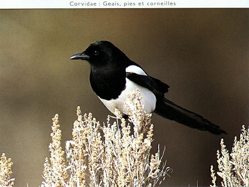 Black-billed Magpie {!--까치 -->; DISPLAY FULL IMAGE.