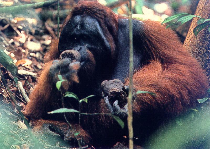 Orangutan {!--오랑우탄-->; DISPLAY FULL IMAGE.