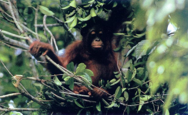 Orangutan {!--오랑우탄-->; DISPLAY FULL IMAGE.
