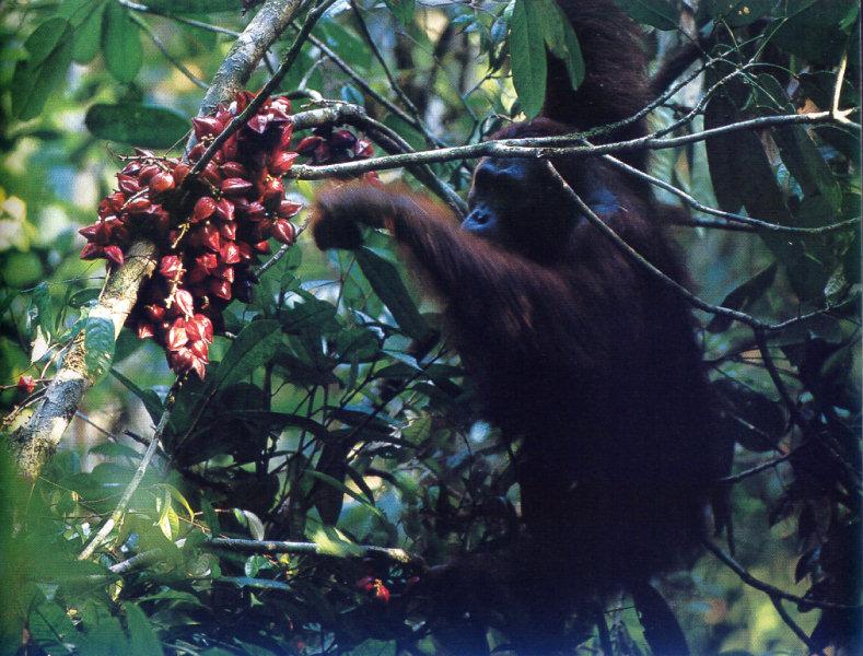 Orangutan {!--오랑우탄-->; DISPLAY FULL IMAGE.