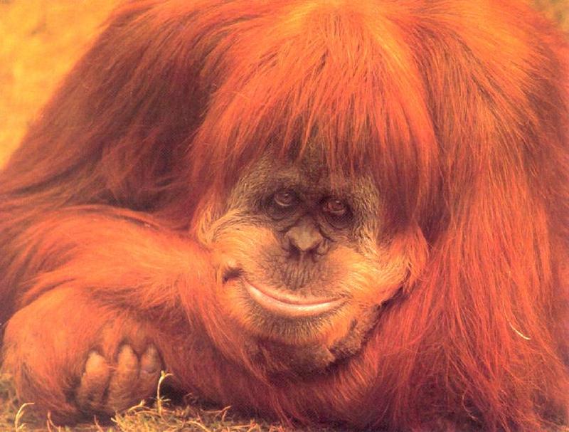 Orangutan {!--오랑우탄-->; DISPLAY FULL IMAGE.