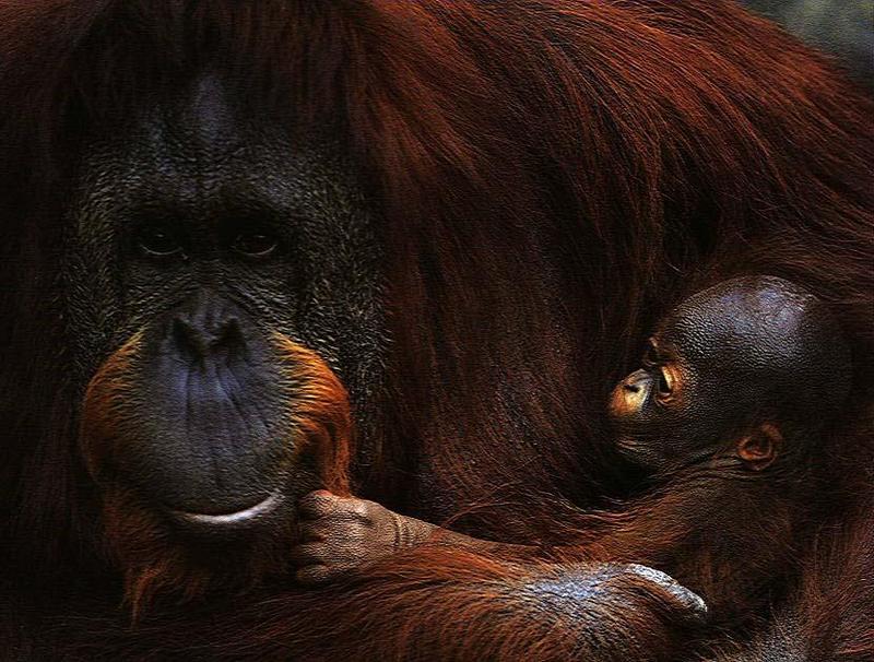 Orangutan {!--오랑우탄-->; DISPLAY FULL IMAGE.