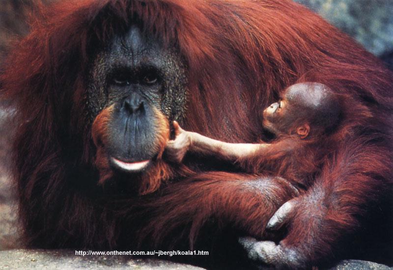 Orangutan {!--오랑우탄-->; DISPLAY FULL IMAGE.
