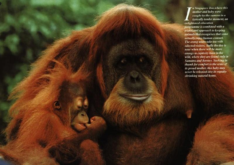 Orangutan {!--오랑우탄-->; DISPLAY FULL IMAGE.