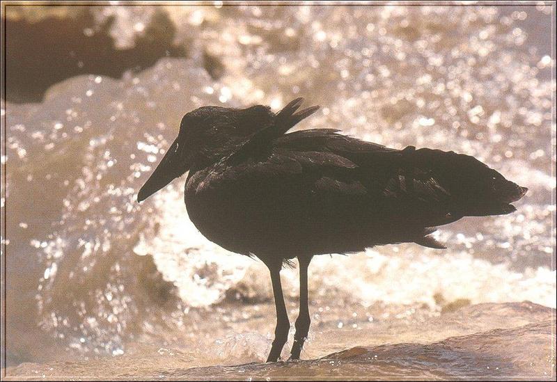 Hammerkop {!--망치머리해오라기-->; DISPLAY FULL IMAGE.