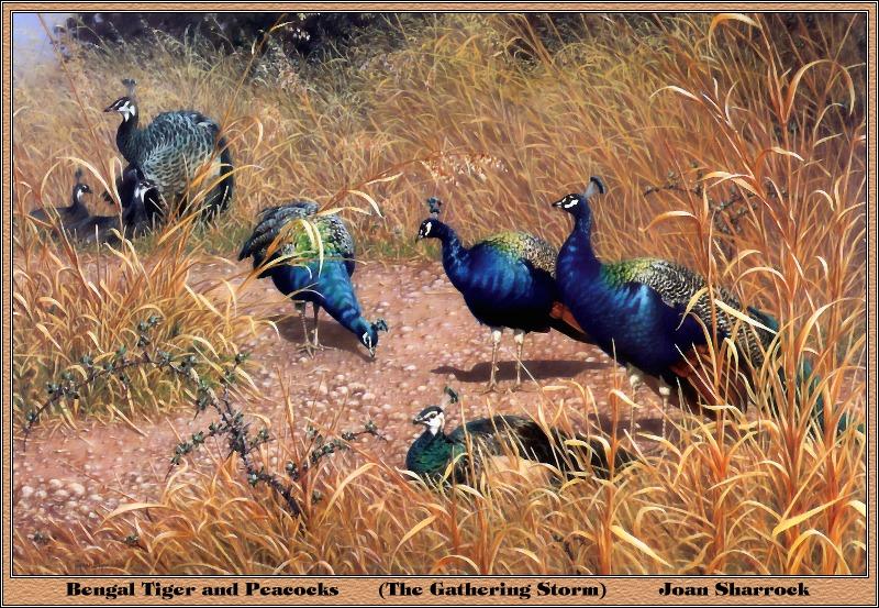 [Animal Art] Blue Indian Peafowls (Pavo cristatus) - painting by Joan Sharrock; DISPLAY FULL IMAGE.