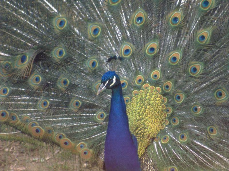 Blue Indian Peafowl - Peacock - Pavo cristatus {!--인도공작-->; DISPLAY FULL IMAGE.