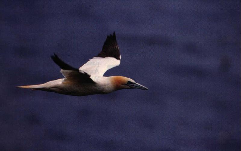 Gannet in flight {!-- 북양가마우지-->; DISPLAY FULL IMAGE.