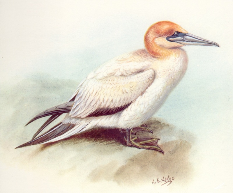 [Animal Art] Australian Gannet {!--호주가넷--> (takapu); DISPLAY FULL IMAGE.
