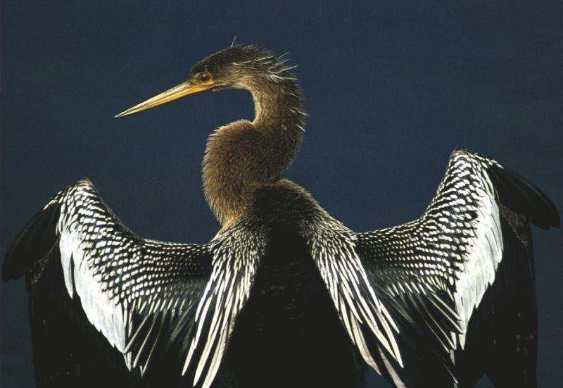 American Darter (Anhinga anhinga) {!--아메리카뱀가마우지-->; DISPLAY FULL IMAGE.