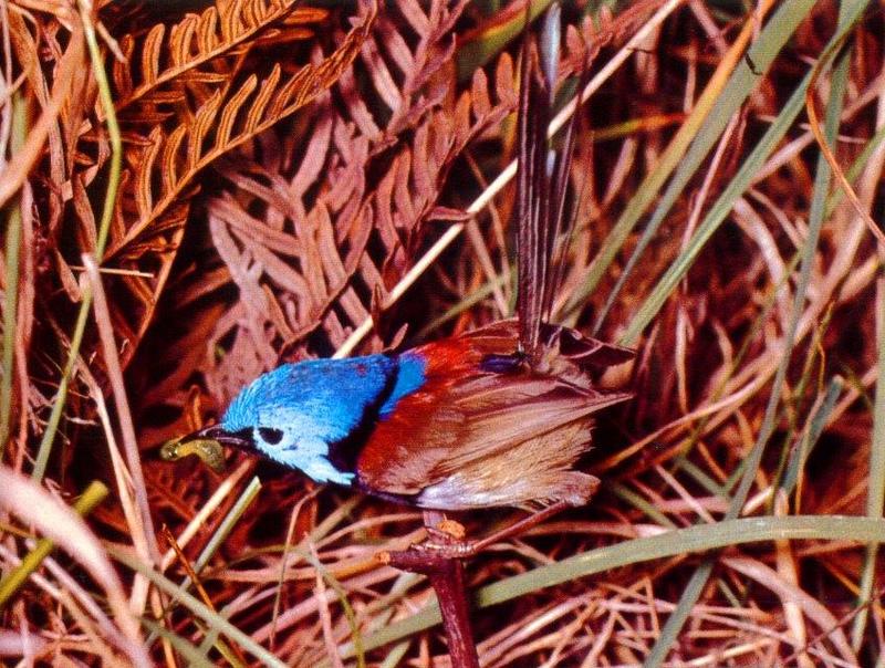 Variegated Fairywren {!--청머리요정굴뚝새--> (Malurus lamberti); DISPLAY FULL IMAGE.