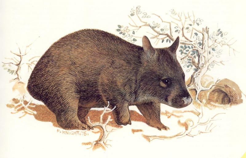 [Animal Painting] Northern Hairy-nosed Wombat {!--북방콧등털웜뱃-->; DISPLAY FULL IMAGE.