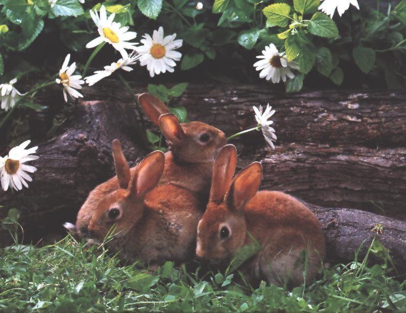 Rabbit {!-- 토끼--> : bunnies in flower garden; DISPLAY FULL IMAGE.