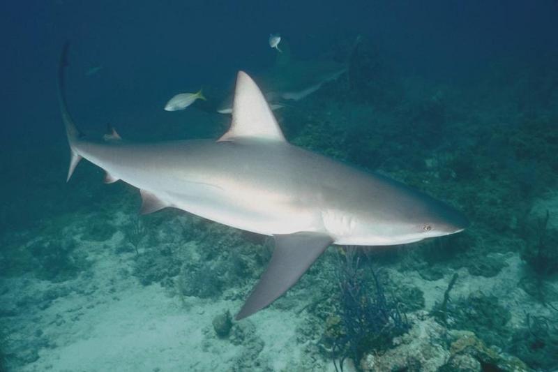 Shark {!--상어-->; DISPLAY FULL IMAGE.