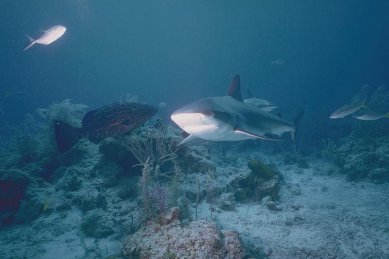 Shark {!--상어-->; DISPLAY FULL IMAGE.