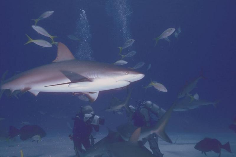 Shark {!--상어-->; DISPLAY FULL IMAGE.