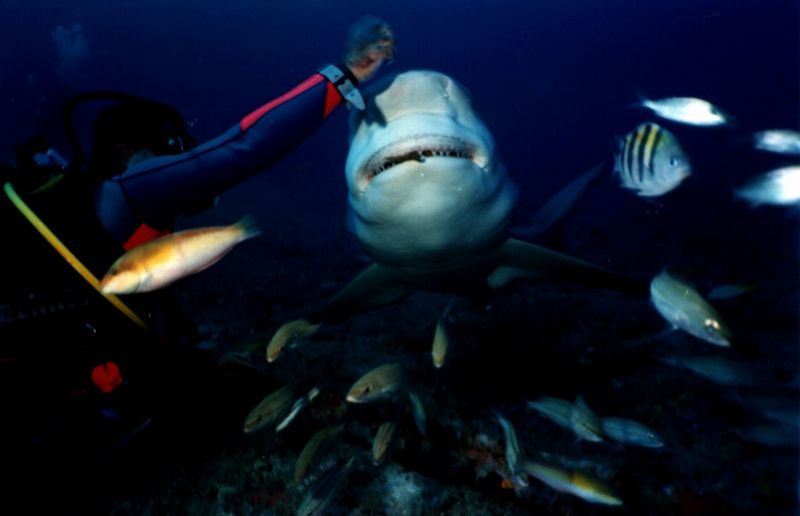 Sharks of Santa Lucia {!--상어-->; DISPLAY FULL IMAGE.