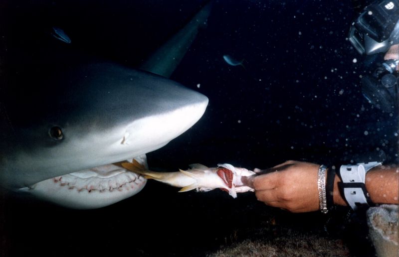 Sharks of Santa Lucia {!--상어-->; DISPLAY FULL IMAGE.