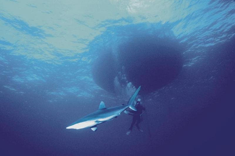 Diver with Shark {!--상어-->; DISPLAY FULL IMAGE.